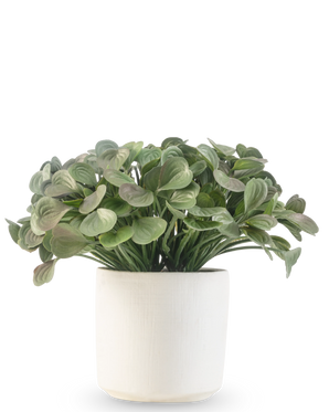 Una planta suculenta artificial de 22 cm con hojas redondas se encuentra en una sencilla maceta decorativa blanca sobre un fondo blanco.
