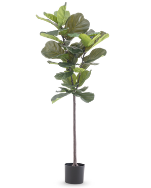 La planta artificial Ficus Tobacco Plant Deluxe de 155 cm tiene hojas anchas de color verde y se entrega en una maceta negra, representada sobre un fondo blanco liso.