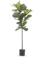 La planta artificial Ficus Tobacco Plant Deluxe de 155 cm tiene hojas anchas de color verde y se entrega en una maceta negra, representada sobre un fondo blanco liso.