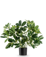 La planta artificial Baby Schefflera UV 45 cm tiene hojas anchas y brillantes y se presenta en una sencilla maceta negra sobre un fondo blanco liso.