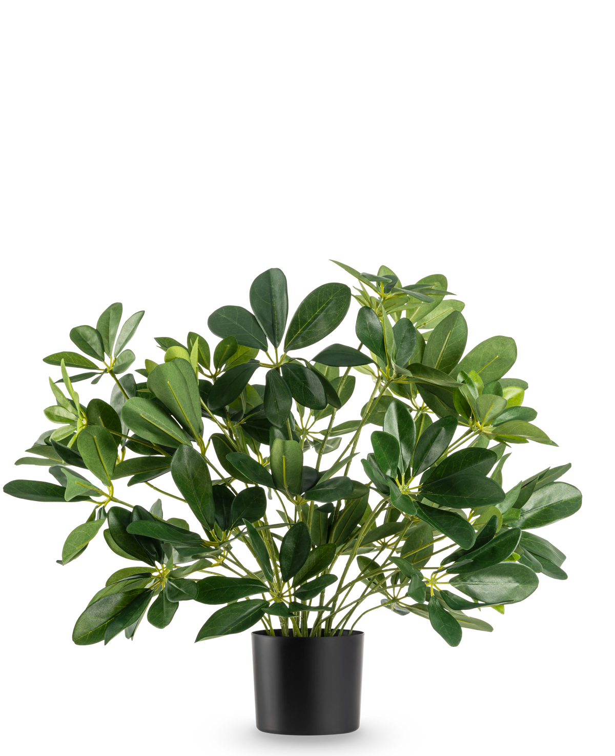 La planta artificial Baby Schefflera UV 45 cm tiene hojas anchas y brillantes y se presenta en una sencilla maceta negra sobre un fondo blanco liso.