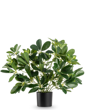 La planta artificial Baby Schefflera UV 45 cm tiene hojas anchas y brillantes y se presenta en una sencilla maceta negra sobre un fondo blanco liso.