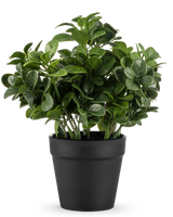 La planta de peperomia artificial de 20 cm tiene hojas verdes redondas y exuberantes y se presenta en una sencilla maceta negra sobre un fondo blanco liso.