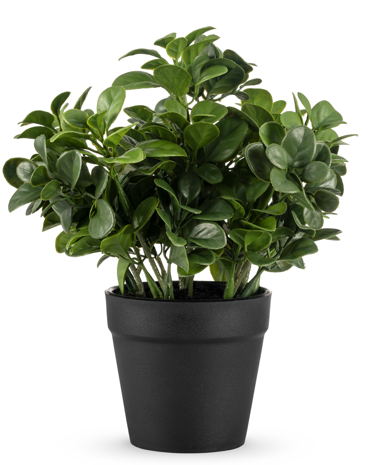 La planta de peperomia artificial de 20 cm tiene hojas verdes redondas y exuberantes y se presenta en una sencilla maceta negra sobre un fondo blanco liso.