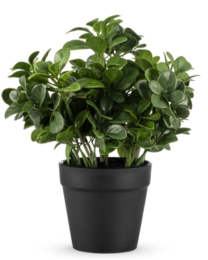 La planta de peperomia artificial de 20 cm tiene hojas verdes redondas y exuberantes y se presenta en una sencilla maceta negra sobre un fondo blanco liso.