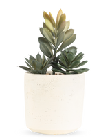 La Planta Suculenta Artificial de 20 cm tiene una suculenta compacta con exuberantes hojas verdes en una maceta sencilla con una textura blanquecina, sobre un fondo blanco liso.