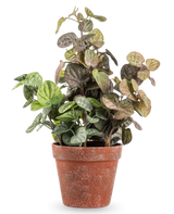 La planta de Peperomia artificial de 35 cm tiene hojas redondas de color verde y violeta en una maceta de terracota desgastada, sobre un fondo blanco liso.