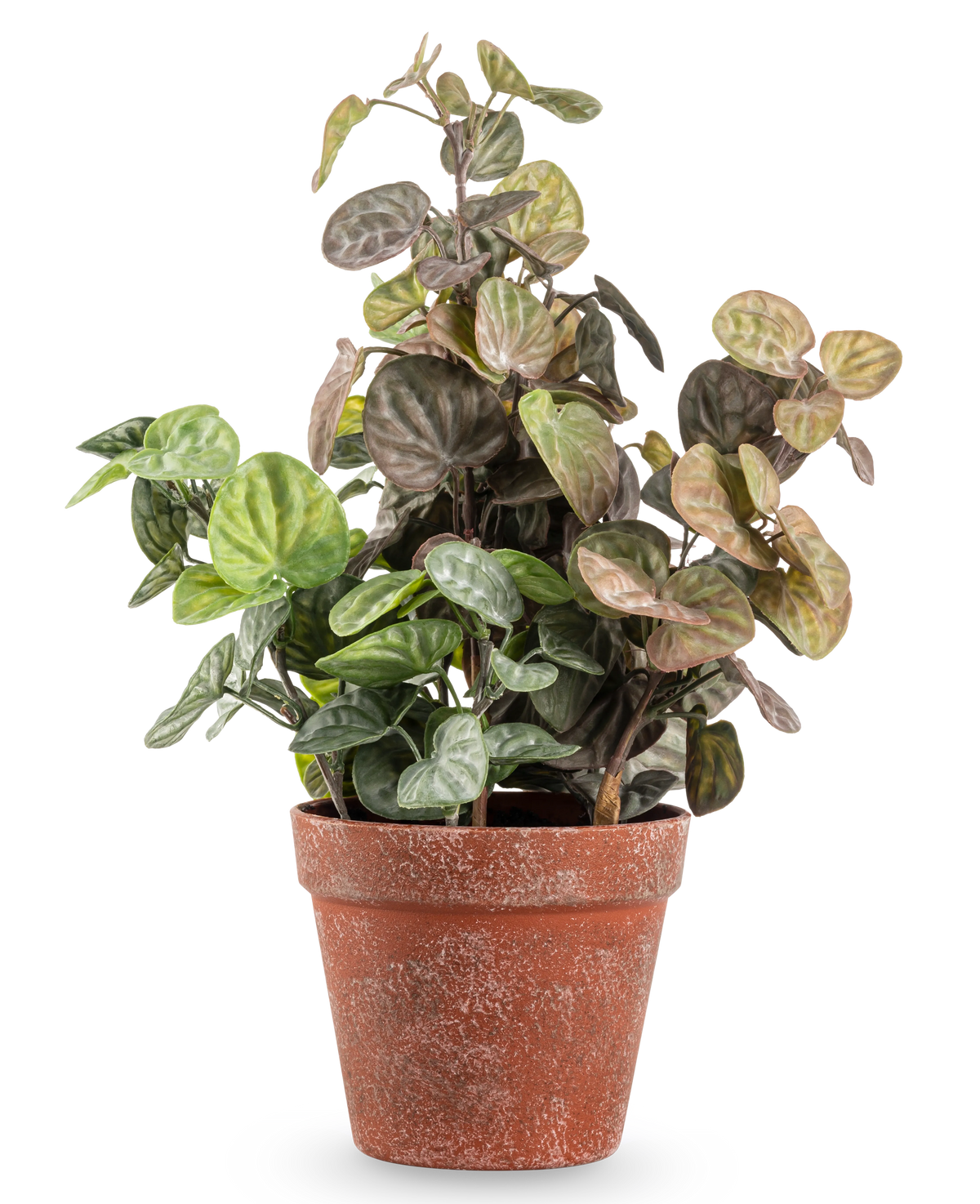 La planta de Peperomia artificial de 35 cm tiene hojas redondas de color verde y violeta en una maceta de terracota desgastada, sobre un fondo blanco liso.