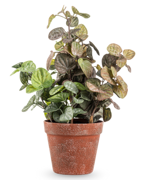 La planta de Peperomia artificial de 35 cm tiene hojas redondas de color verde y violeta en una maceta de terracota desgastada, sobre un fondo blanco liso.