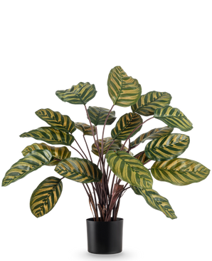 La Planta Artificial Calathea Makoyana UV 60 cm roja es una planta artificial con grandes hojas ovaladas de color verde con rayas amarillas sobre un fondo liso blanco.