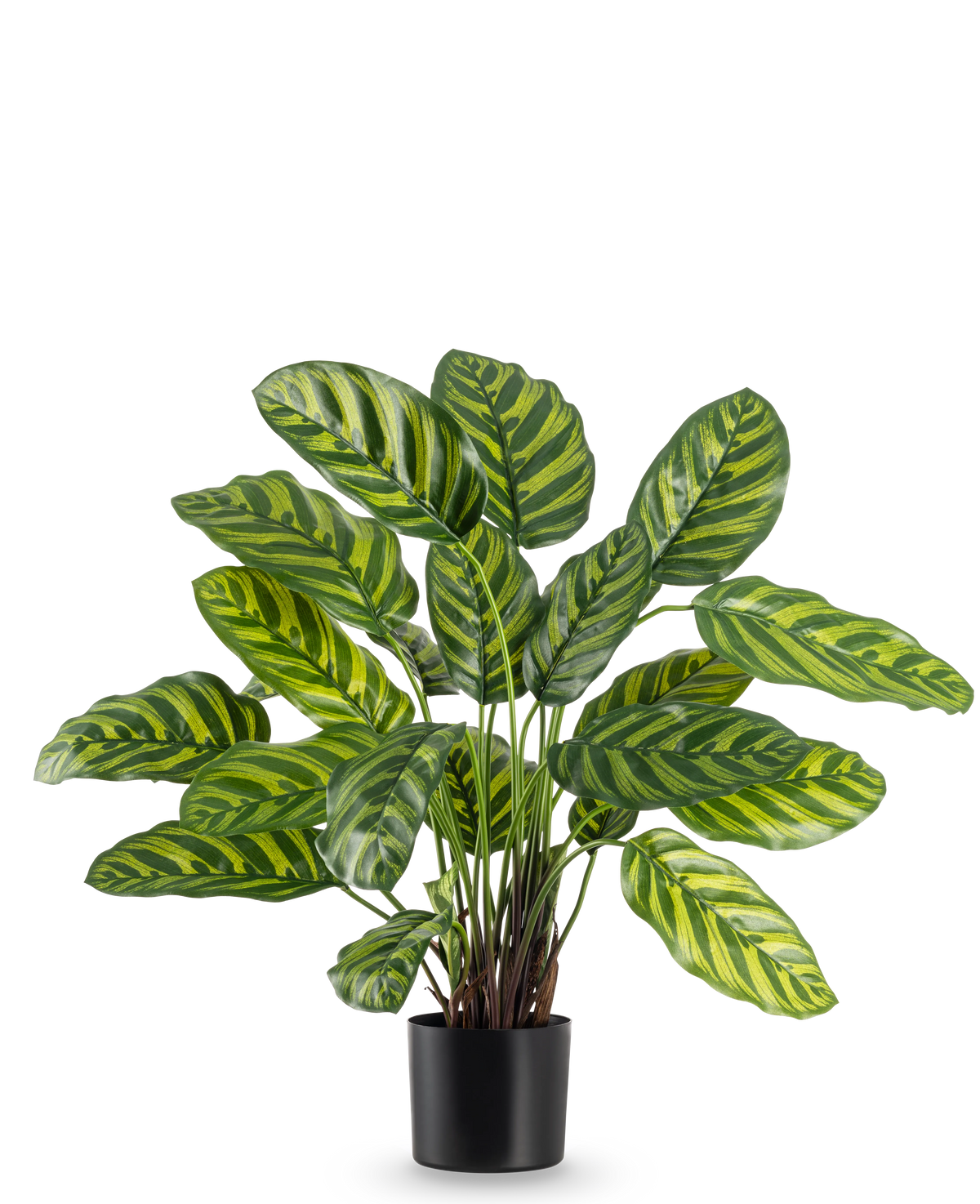La planta artificial Calathea Makoyana de 60 cm tiene hojas grandes y de un verde vibrante con rayas de color verde claro y amarillo, en una elegante maceta sobre un fondo blanco liso.
