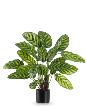 La planta artificial Calathea Makoyana de 60 cm tiene hojas grandes y de un verde vibrante con rayas de color verde claro y amarillo, en una elegante maceta sobre un fondo blanco liso.