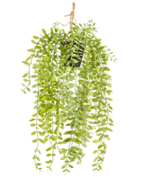 La planta colgante artificial Pumila en maceta de 55 cm tiene tallos largos y colgantes con hojas pequeñas, ovaladas y verdes, en una maceta negra con una cuerda sobre un fondo blanco.
