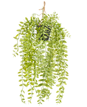 La planta colgante artificial Pumila en maceta de 55 cm tiene tallos largos y colgantes con hojas pequeñas, ovaladas y verdes, en una maceta negra con una cuerda sobre un fondo blanco.