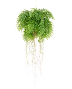 La planta colgante artificial Helecho con raíces d55 cm con sistema de suspensión tiene exuberantes hojas verdes y delicados zarcillos que añaden una belleza natural realista a su espacio. Se puede colgar fácilmente y realza cualquier decoración con un encanto realista.