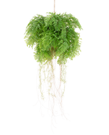 La planta colgante artificial Helecho con raíces d55 cm con sistema de suspensión tiene exuberantes hojas verdes y delicados zarcillos que añaden una belleza natural realista a su espacio. Se puede colgar fácilmente y realza cualquier decoración con un encanto realista.