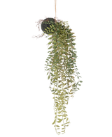La planta artificial colgante Pumila bola de 30 cm tiene largos y sinuosos zarcillos verdes con pequeñas hojas que emergen de una bola cubierta de musgo, suspendida con una cuerda sobre un fondo blanco.