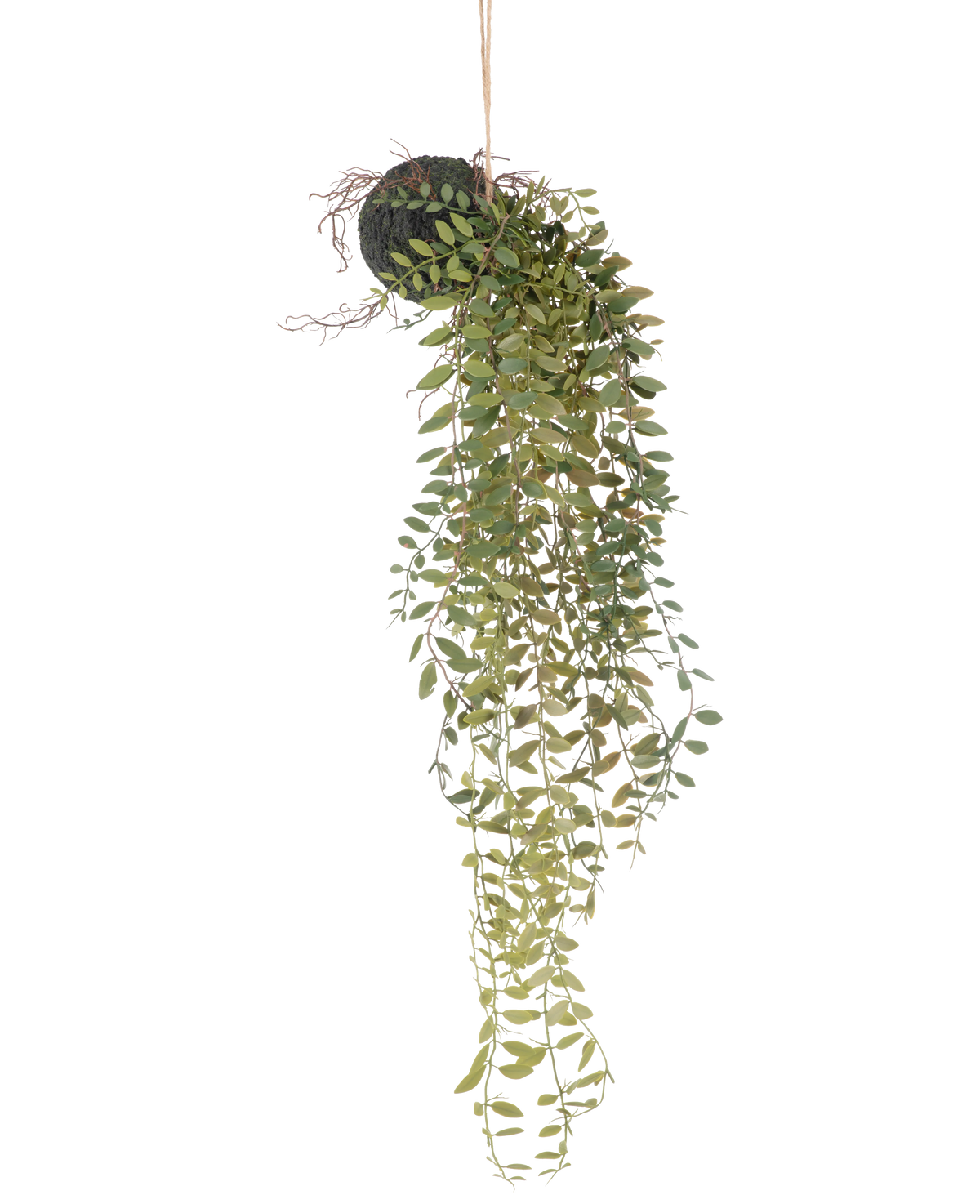 La planta artificial colgante Pumila bola de 30 cm tiene largos y sinuosos zarcillos verdes con pequeñas hojas que emergen de una bola cubierta de musgo, suspendida con una cuerda sobre un fondo blanco.