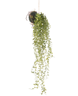 La Planta Colgante Artificial Bola de Planta Suculenta de 58 cm tiene una planta suculenta de color verde con pequeñas hojas redondas, que cuelga de una bola de tierra cubierta de musgo, sobre un fondo blanco liso.
