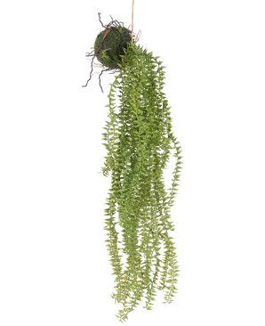 La planta artificial colgante Phlegmariurus Ball de 55 cm presenta exuberantes hojas verdes colgantes que caen en cascada desde una bola cubierta de musgo, suspendida de una cuerda para una exhibición elegante sobre cualquier fondo.