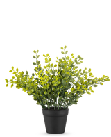 La Planta de Hojas de Té Artificial 25 cm es una pequeña planta de follaje verde con hojas amarillas en una sencilla maceta negra, sobre un fondo liso blanco.