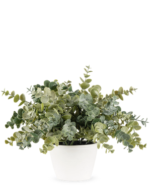 La planta de Eucalipto Artificial de 23 cm tiene exuberantes hojas verdes redondas y se presenta en una sencilla maceta blanca, perfecta para iluminar cualquier espacio con su aspecto natural sobre un fondo liso.