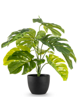 La Monstera artificial de 55 cm en maceta decorativa negra tiene hojas verdes grandes, brillantes y divididas en una maceta decorativa negra, sobre un fondo blanco liso.