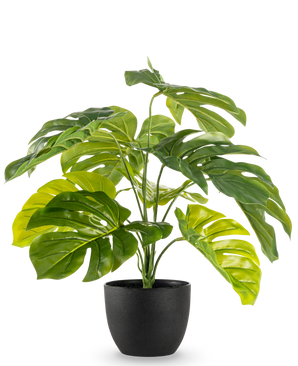 La Monstera artificial de 55 cm en maceta decorativa negra tiene hojas verdes grandes, brillantes y divididas en una maceta decorativa negra, sobre un fondo blanco liso.