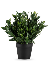 La Planta Artificial Pumila de 23 cm es una planta artificial de un verde exuberante con numerosas hojas puntiagudas, en una sencilla maceta negra y sobre un fondo blanco liso.