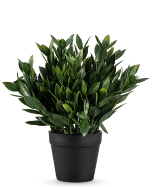 La Planta Artificial Pumila de 23 cm es una planta artificial de un verde exuberante con numerosas hojas puntiagudas, en una sencilla maceta negra y sobre un fondo blanco liso.