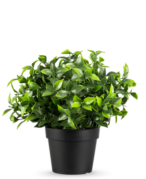La Planta Artificial Photonia en maceta UV 22 cm tiene pequeñas hojas verdes puntiagudas en una sencilla maceta negra, sobre un fondo blanco liso.