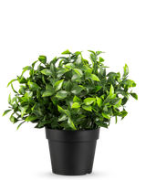 La Planta Artificial Photonia en maceta UV 22 cm tiene pequeñas hojas verdes puntiagudas en una sencilla maceta negra, sobre un fondo blanco liso.