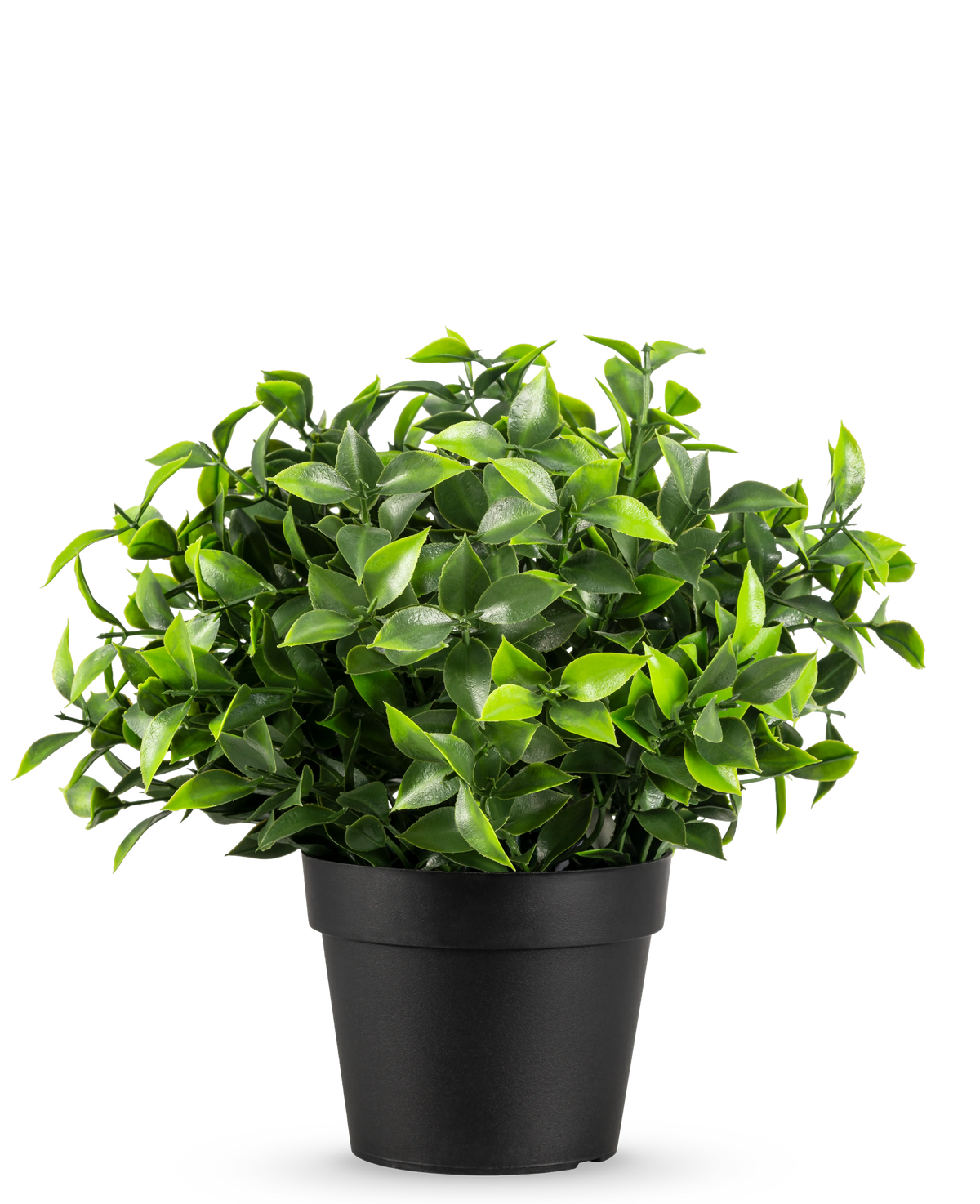 La Planta Artificial Photonia en maceta UV 22 cm tiene pequeñas hojas verdes puntiagudas en una sencilla maceta negra, sobre un fondo blanco liso.