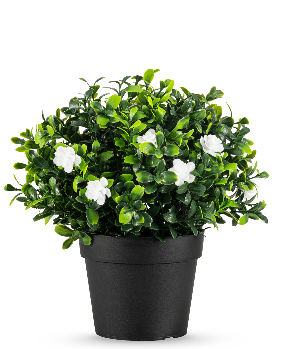 La Planta Artificial Pumila en maceta UV 21cm es una pequeña planta artificial con densas hojas verdes y delicadas flores blancas, en una sencilla maceta negra sobre un fondo liso blanco.