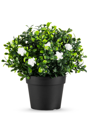 La Planta Artificial Pumila en maceta UV 21cm es una pequeña planta artificial con densas hojas verdes y delicadas flores blancas, en una sencilla maceta negra sobre un fondo liso blanco.