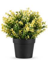 La Planta Artificial Buxus amarillo UV 22 cm UV es una pequeña planta en maceta con densas hojas verdes y amarillas en una sencilla maceta negra, sobre un fondo blanco liso.