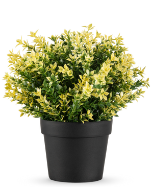 La Planta Artificial Buxus amarillo UV 22 cm UV es una pequeña planta en maceta con densas hojas verdes y amarillas en una sencilla maceta negra, sobre un fondo blanco liso.