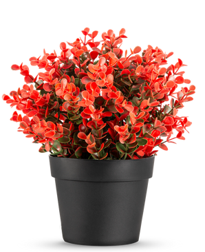 La Planta Artificial Buxus roja en maceta UV 19 cm es una maceta compacta de color negro con una exuberante mezcla de hojas artificiales rojas y verdes sobre un fondo blanco liso.