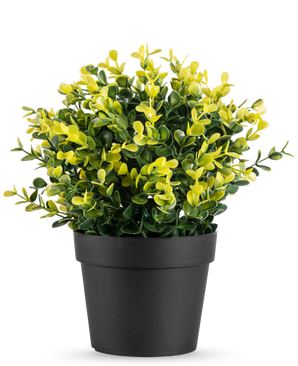 La Planta Artificial Buxus amarilla en maceta UV 19 cm tiene pequeñas hojas verdes y amarillas en una sencilla maceta negra, sobre un fondo blanco liso.
