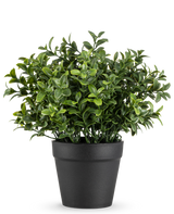 La planta artificial Murraya de 21 cm es una pequeña planta en maceta de un verde exuberante con hojas densas y brillantes en una sencilla maceta negra, representada sobre un fondo blanco liso.