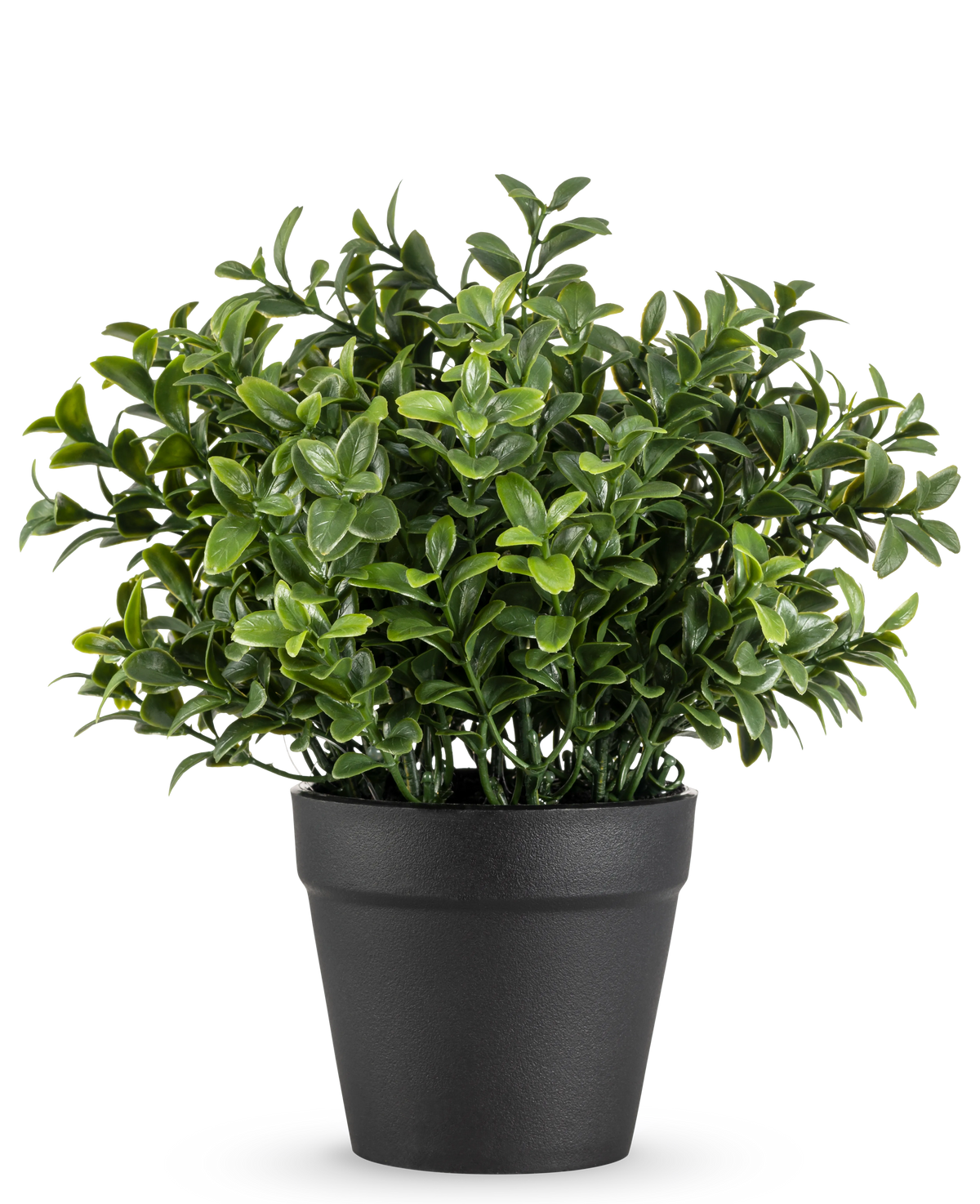 La planta artificial Murraya de 21 cm es una pequeña planta en maceta de un verde exuberante con hojas densas y brillantes en una sencilla maceta negra, representada sobre un fondo blanco liso.
