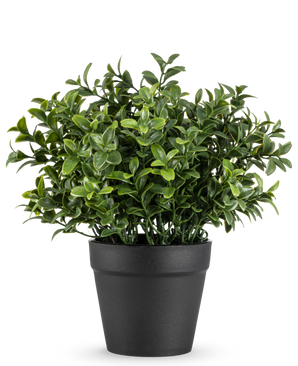 La planta artificial Murraya de 21 cm es una pequeña planta en maceta de un verde exuberante con hojas densas y brillantes en una sencilla maceta negra, representada sobre un fondo blanco liso.