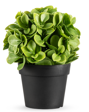 La Planta Artificial Murraya UV 20 cm es una pequeña planta artificial redonda con exuberantes hojas verdes en una sencilla maceta negra, sobre un fondo blanco liso.