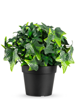 La planta artificial Hiedra en maceta UV 20 cm tiene hojas de hiedra artificiales verdes en forma de estrella en una sencilla maceta negra, que se muestra sobre un fondo blanco.