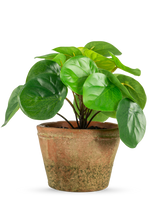 La planta artificial Pilea en maceta mini UV de 15 cm tiene hojas redondas de color verde brillante en una maceta de terracota de color marrón desgastado, sobre un fondo blanco liso.