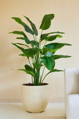 La Planta Artificial Strelitzia Real Touch Deluxe 180 cm, con sus hojas anchas y brillantes, se coloca en el suelo junto a un sofá estructurado blanco y una pared beige y aporta un toque de estilo tropical a la estancia.