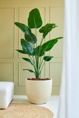La Planta Artificial Strelitzia 180 cm real touch se encuentra sobre un suelo claro, cerca de un sofá blanco y una alfombra tejida, contra una pared con paneles de color verde claro, donde las anchas hojas verdes añaden un toque natural.