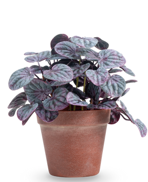 La hoja rugosa artificial de 26 cm gris tiene hojas redondas y estructuradas de color verde y violeta en una sencilla maceta de terracota marrón, sobre un fondo blanco liso.