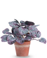 La Planta Artificial Hoja Rugosa 16 cm gris es una planta artificial con hojas redondas y coloridas en tonos morados y verdes en una maceta de terracota sobre un fondo liso blanco.