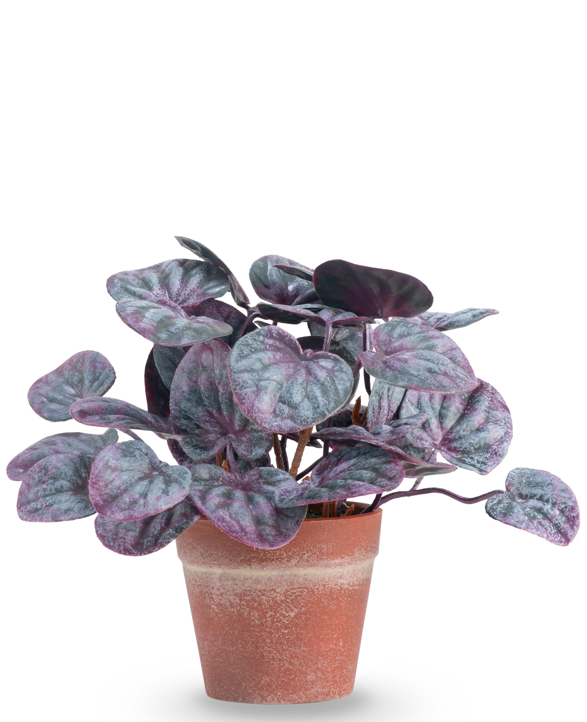 La Planta Artificial Hoja Rugosa 16 cm gris es una planta artificial con hojas redondas y coloridas en tonos morados y verdes en una maceta de terracota sobre un fondo liso blanco.